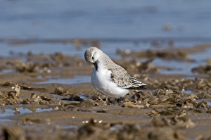 Sanderling (Calidris alba) adult, winter plumage, preening, standing on shoreline, England