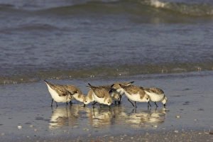 Sanderling (Calidris alba) adults, winter plumage, flock feeding along shoreline, Fort de Soto, Florida, U. S. A