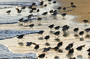 Sanderlings Prints: Sanderling (Calidris alba) flock
