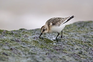 Sanderlings Prints: Sanderling (Calidris alba) juvenile