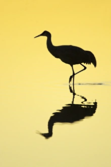 Sandhill Crane (Grus canadensis) adult, walking in water with reflection, silhouetted at sunrise