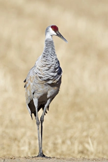 Winters Prints: Sandhill Crane (Grus canadensis) adult