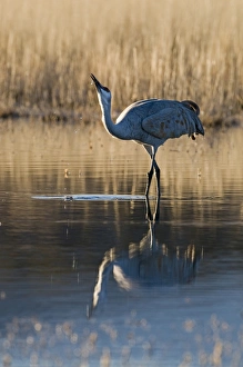 Winters Prints: Sandhill Crane (Grus canadensis) adult