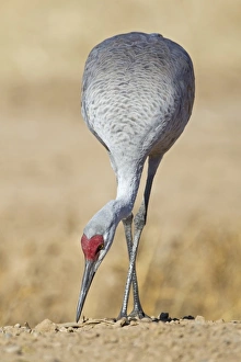Sandhill Crane (Grus canadensis) adult, feeding at edge of cornfield, Bosque del Apache National Wildlife Refuge, New Mexico, U. S. A. november