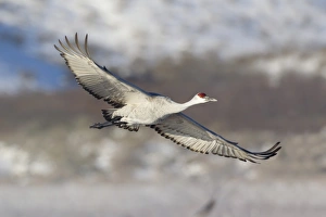 Sandhill Crane (Grus canadensis) adult, in flight, Bosque del Apache National Wildlife Refuge, New Mexico, U. S. A. december