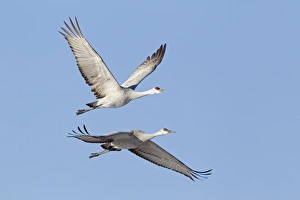 Winters Prints: Sandhill Crane (Grus canadensis) adult and juvenile