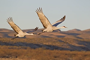 Sandhill Crane (Grus canadensis) adult pair, in flight over hills, Bosque del Apache National Wildlife Refuge, New Mexico, U. S. A. november