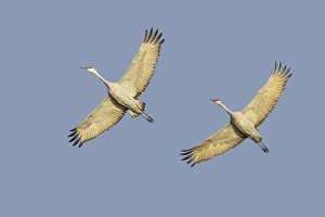 New Mexico Prints: Sandhill Crane (Grus canadensis) two adults