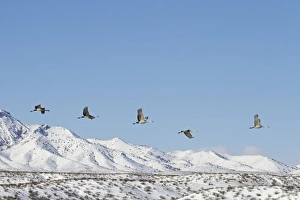 Sandhill Crane (Grus canadensis) five adults, in flight over snow covered hills, Bosque del Apache National Wildlife Refuge, New Mexico, U. S. A. december