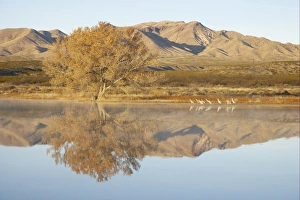 Sandhill Crane (Grus canadensis) flock, standing in roost site habitat at dawn, Bosque del Apache National Wildlife Refuge, New Mexico, U. S. A