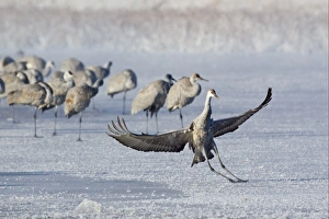 Winters Prints: Sandhill Crane (Grus canadensis) juvenile