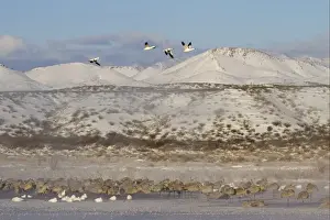 Winters Prints: Sandhill Crane (Grus canadensis) and Snow Goose (Chen caerulescens) mixed flock