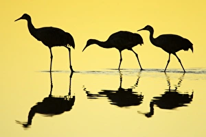 Animals USA Prints: Sandhill Crane (Grus canadensis) three