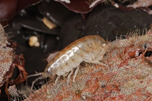 Strandlines Prints: Sandhopper (Orchestia gammarellus) adult