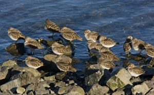 Least Sandpiper (Calidris minutilla) flock, roosting on rocks at high tide, Bodega Bay, California, U. S. A. november