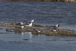 Terns Prints: One Sandwich Tern with a group of adult Common Terns. Havergate Island Marsh, Suffolk