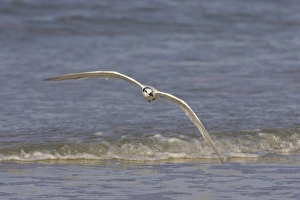 Non Breeding Prints: Sandwich Tern (Sterna sandvicensis) adult
