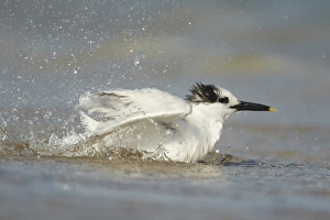 Sandwich Tern (Sterna sandvicensis) adult, winter plumage, bathing in sea on beach, Fort Lauderdale, Florida, U. S. A