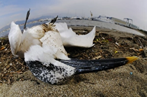 Port Prints: Sandwich Tern (Sterna sandvicensis) dead adult