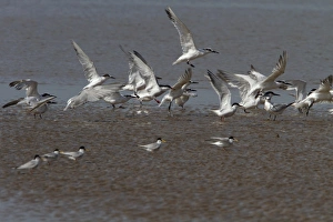 Terns Prints: Sandwich Terns with Common and Little Terns