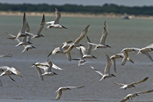 Terns Prints: Sandwich Terns with one little tern