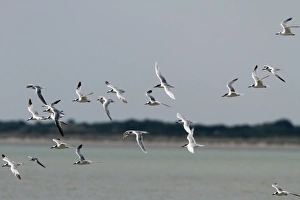 Terns Prints: Sandwich Terns with one Little Terns