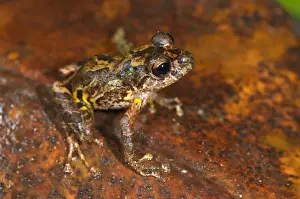 Santa Isabel Robber Frog (Pristimantis lindae) adult, very dark specimen, sitting on leaf litter, between Cusco and Manu N. P. Andes, Peru