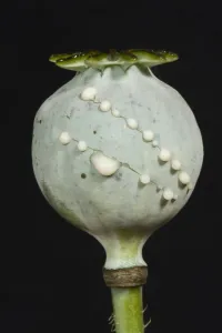Seedpod Prints: Sap or latex exuding from cuts in the seedpod of an opium poppy, Papaver somniferum