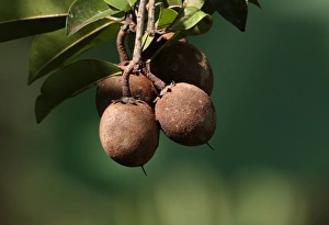 Kaeng Krachan Prints: Sapodilla (Manilkara zapota) close-up of fruit, near Kaeng Krachan, Thailand, november