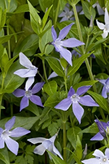 Sardinian Prints: Sardinian Periwinkle (Vinca difformis ssp. sardoa) flowering, Sardinia, Italy, April