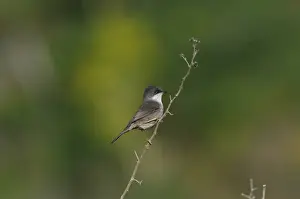 Sardinian Warbler (Sylvia melanocephala) adult female, perched on stem, Lemnos, Greece, April