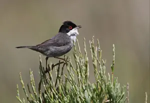 Sardinian Warbler (Sylvia melanocephala) adult male, singing, perched at top of bush, Ria Formosa N. P. Algarve, Portugal, april