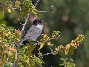 Sardinian Warbler (Sylvia melanocephala) adult male, singing, perched on twig