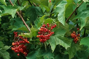 Varieties Prints: Sargents Viburnum (Viburnum sargentii) Susquehanna