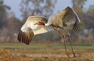 Crane Prints: Sarus Crane (Grus antigone) adult, in flight, taking off, Rajasthan, India, january