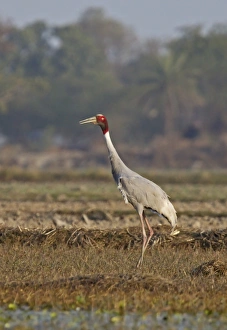 Crane Prints: Sarus Crane (Grus antigone) adult, standing in field, Rajasthan, India, january