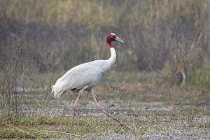 Sarus Crane (Grus antigone) adult, walking in shallow water, foraging in marshland, Keoladeo Ghana N. P. (Bharatpur), Rajasthan, India