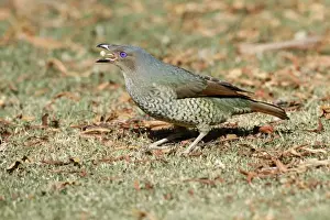 Satin Bowerbird (Ptilonorhynchus violaceus) adult female, feeding on short grass, Green Mountain, Lamington N. P