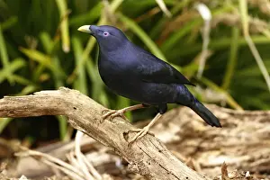 Satin Bowerbird (Ptilonorhynchus violaceus) adult male, perched on log, Green Mountain, Lamington N. P