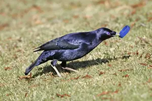 Satin Bowerbird (Ptilonorhynchus violaceus) adult male, collecting blue plastic object to decorate bower