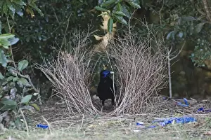 Sub Tropical Prints: Satin Bowerbird (Ptilonorhynchus violaceus) adult male