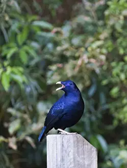 Satin Bowerbird (Ptilonorhynchus violaceus) adult male, calling near bower, perched on post, Lamington N. P. Queensland, Australia