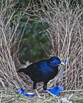 Satin Bowerbird (Ptilonorhynchus violaceus) adult male, decorating bower with blue pen, Lamington N. P. Queensland, Australia