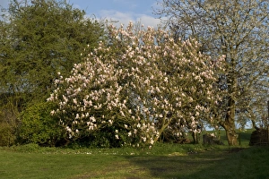 Gardens Prints: Saucer Magnolia, Magnolia x soulangeana