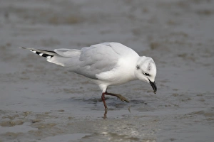 Deep Bay Prints: Saunders's Gull (Chroicocephalus saundersi) adult