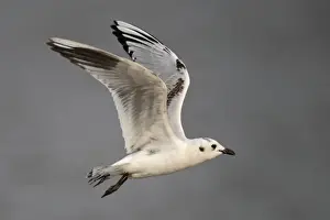 Saunders's Gull (Chroicocephalus saundersi) immature, first winter plumage, in flight over mudflats, Mai Po Nature Reserve, Hong Kong, China, december