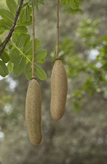 South Africa Prints: Sausage Tree (Kigelia africana) close-up of fruit