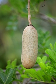 Natal Prints: Sausage Tree (Kigelia africana) close-up of fruit, Mkuze, Natal, South Africa