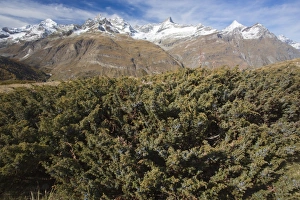 Shrubs Prints: Savin Juniper (Juniperus sabina) habit