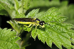 Nettle Prints: Sawfly (Rhogogaster picta) adult